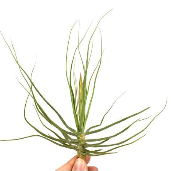 Tillandsia bundle of 6: Schiedeana Air Plant - Picture 2 of 2